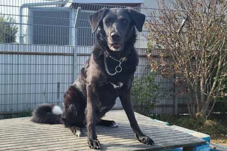 YUKI, female mixed breed for adoption at Tierheim Dechanthof, Dechanthof — photo 7 of 7