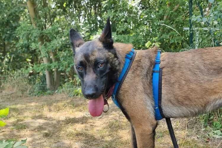 Zeus, male young Belgian Malinois for adoption at Tierheim Dechanthof, Mistelbach