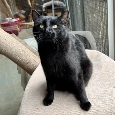 Blacky, male mixed breed for adoption at Tierheim Dornbirn, Dornbirn