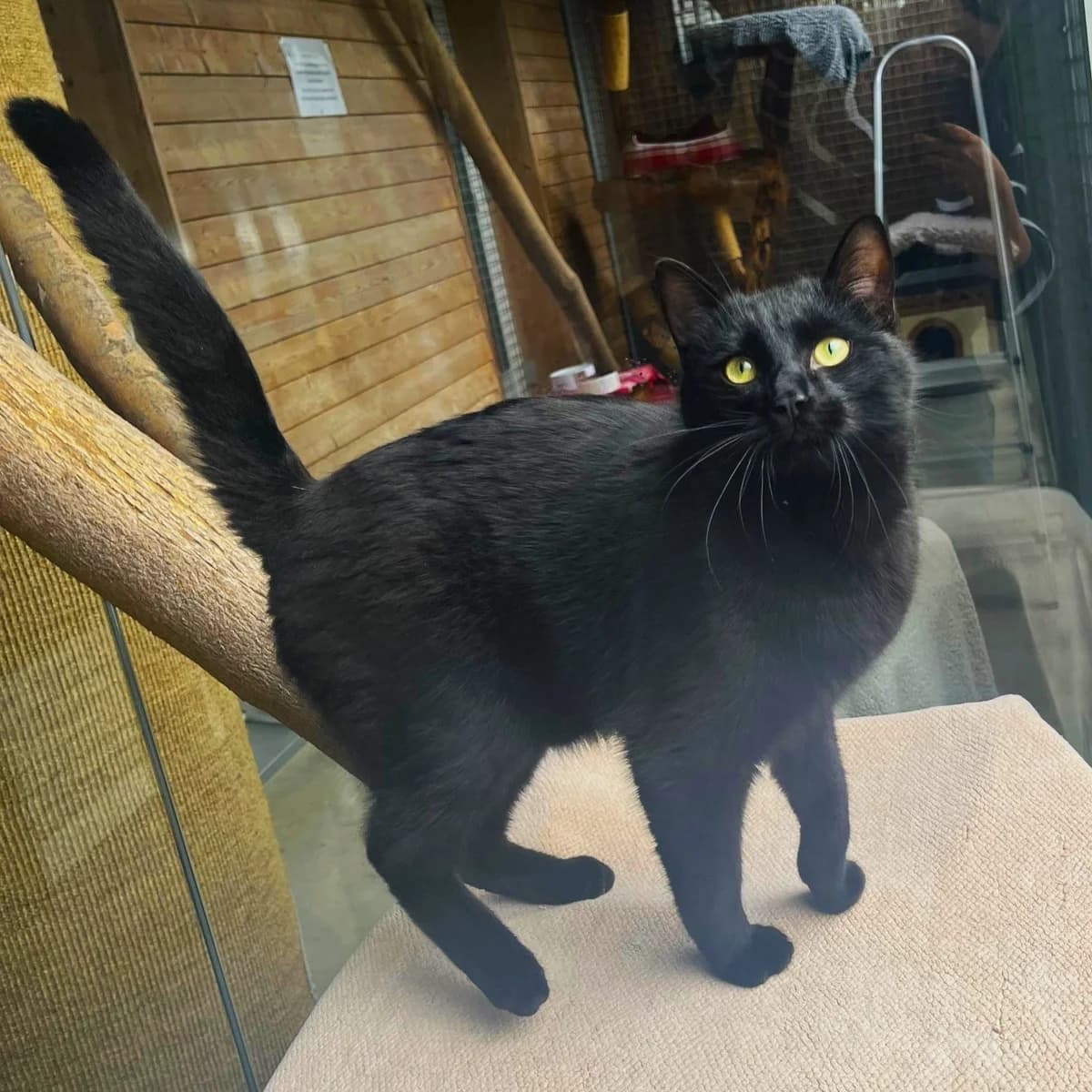 Blacky, male mixed breed for adoption at Tierheim Dornbirn, Dornbirn — photo 2 of 4