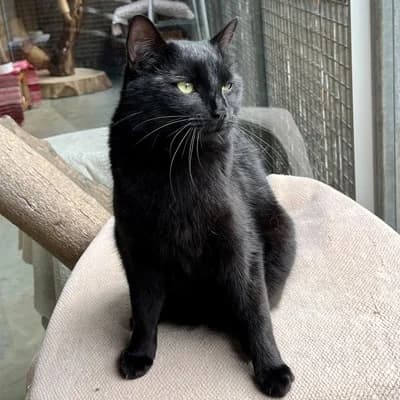 Blacky, male mixed breed for adoption at Tierheim Dornbirn, Dornbirn — photo 3 of 4