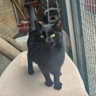 Blacky, male mixed breed for adoption at Tierheim Dornbirn, Dornbirn — photo 4 of 4