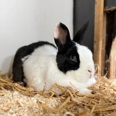 Blume, male mixed breed for adoption at Tierheim Dornbirn, Dornbirn
