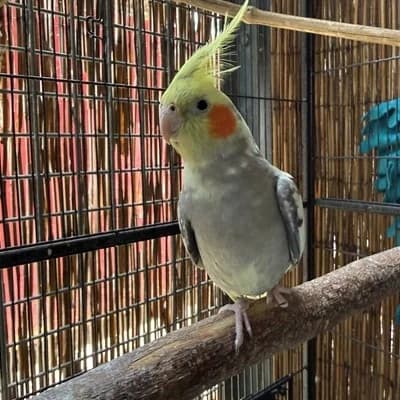 Bubi, male mixed breed for adoption at Vorarlberger Tierschutzheim
