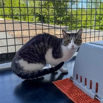 Cira, female mixed breed for adoption at Vorarlberger Tierschutzheim