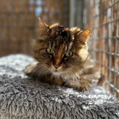 Dolly,  (Tierheim Dornbirn)