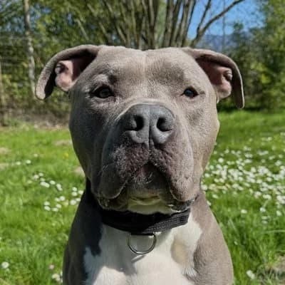 Duman, male Mixed Breed for adoption at Tierheim Dornbirn, Dornbirn