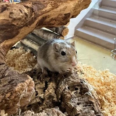 Flecki, female mixed breed for adoption at Vorarlberger Tierschutzheim