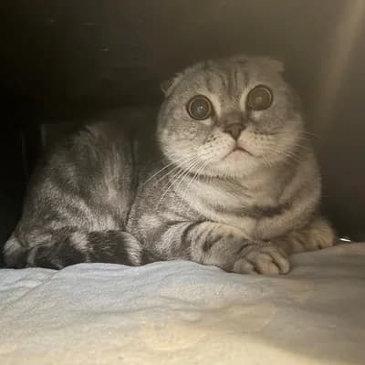 Henry, male Scottish Fold for adoption at Vorarlberger Tierschutzheim