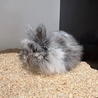 Hilda, female mixed breed for adoption at Tierheim Dornbirn, Dornbirn