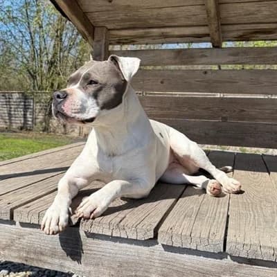 Kira, white female American Staffordshire Terrier for adoption at Tierheim Dornbirn, Dornbirn — photo 2 of 8