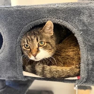 Lars, male mixed breed for adoption at Tierheim Dornbirn, Dornbirn