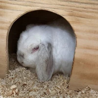 Leo, male mixed breed for adoption at Tierheim Dornbirn, Dornbirn