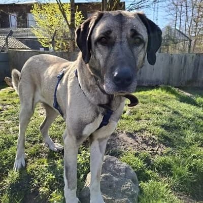 Linda, female Kangal for adoption at Tierheim Dornbirn, Dornbirn