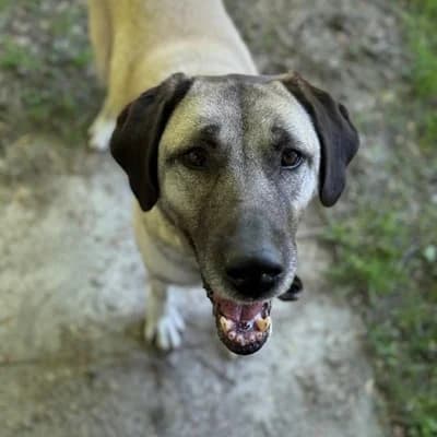 Linda, female Kangal for adoption at Tierheim Dornbirn, Dornbirn