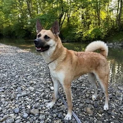 Luna, male Mixed Breed for adoption at Vorarlberger Tierschutzheim