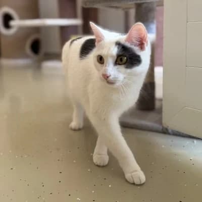 Luna, female young mixed breed for adoption at Tierheim Dornbirn, Dornbirn