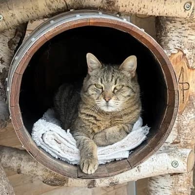 Margret, female mixed breed for adoption at Tierheim Dornbirn, Dornbirn