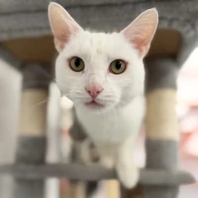 Max,  (Tierheim Dornbirn)