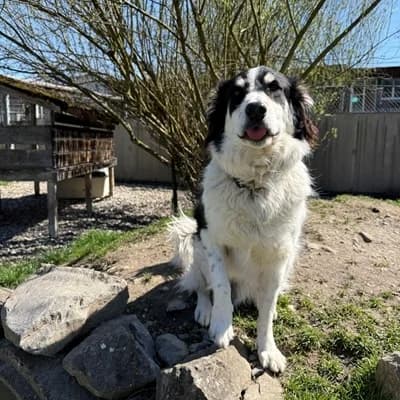 Medo, male Livestock Guardian Dog for adoption at Vorarlberger Tierschutzheim