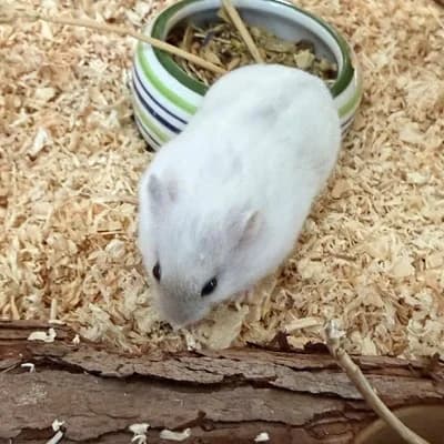 Mimi, female mixed breed for adoption at Vorarlberger Tierschutzheim