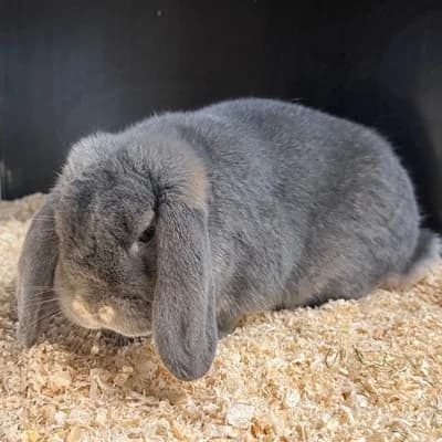 Misty, female mixed breed for adoption at Vorarlberger Tierschutzheim