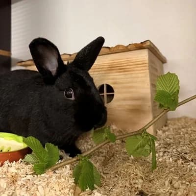 Mora, female mixed breed for adoption at Vorarlberger Tierschutzheim