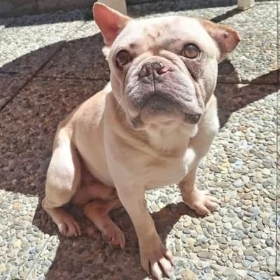 Nacho, male French Bulldog for adoption at Vorarlberger Tierschutzheim