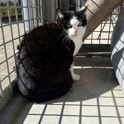 Pauline, female mixed breed for adoption at Vorarlberger Tierschutzheim