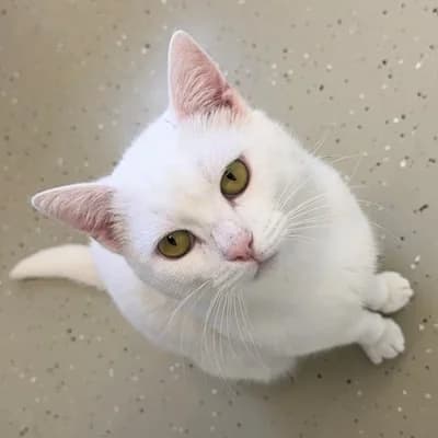 Pedro, male mixed breed for adoption at Tierheim Dornbirn, Dornbirn