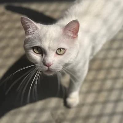 Pippa, female mixed breed for adoption at Vorarlberger Tierschutzheim