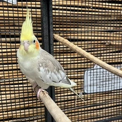 Ramses, male mixed breed for adoption at Vorarlberger Tierschutzheim