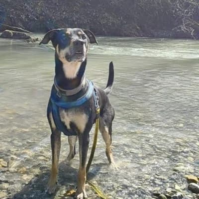 Rex, black and tan male Mixed Breed for adoption at Tierheim Dornbirn, Dornbirn — photo 3 of 12