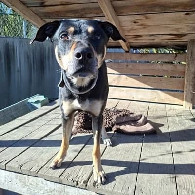Rex, black and tan male Mixed Breed for adoption at Tierheim Dornbirn, Dornbirn — photo 5 of 12
