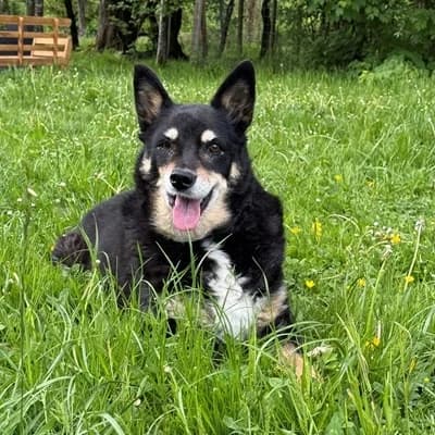 Rico, male Mixed Breed for adoption at Vorarlberger Tierschutzheim