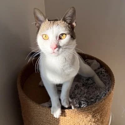 Rudi, male mixed breed for adoption at Tierheim Dornbirn, Dornbirn