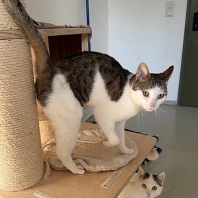 Rudi, male mixed breed for adoption at Tierheim Dornbirn, Dornbirn — photo 2 of 3