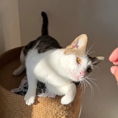 Rudi, male mixed breed for adoption at Tierheim Dornbirn, Dornbirn — photo 3 of 3