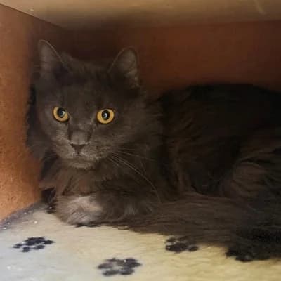 Shadow, male mixed breed for adoption at Vorarlberger Tierschutzheim