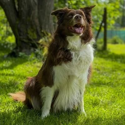 Simba, male Border Collie for adoption at Tierheim Dornbirn, Dornbirn