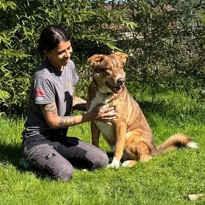 Slotty, brown male Mixed Breed for adoption at Tierheim Dornbirn, Dornbirn — photo 3 of 12