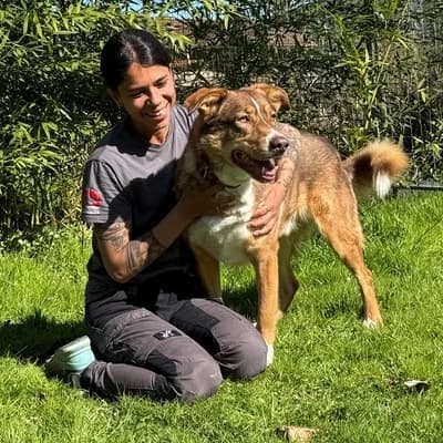 Slotty, brown male Mixed Breed for adoption at Tierheim Dornbirn, Dornbirn — photo 8 of 12