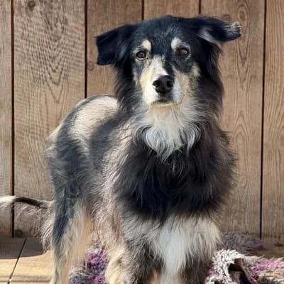 Strolchi, male Mixed Breed for adoption at Vorarlberger Tierschutzheim