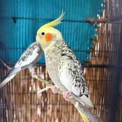 Tala, female mixed breed for adoption at Vorarlberger Tierschutzheim