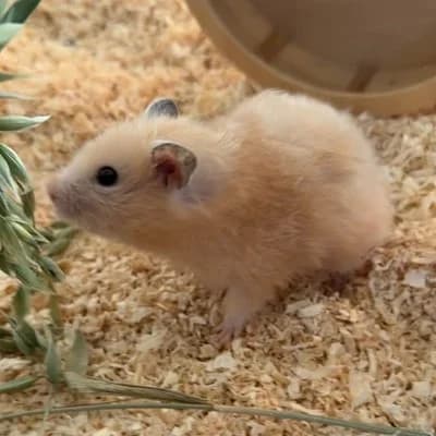 Teddy, female mixed breed for adoption at Vorarlberger Tierschutzheim