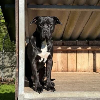 Zara, female Mixed Breed for adoption at Vorarlberger Tierschutzheim