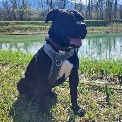 Zara, black female Mixed Breed for adoption at Tierheim Dornbirn, Dornbirn — photo 4 of 14