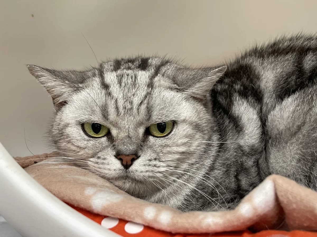 Böse Mieze, female European Shorthair for adoption at Tierschutzhaus Sonnenhof, Eisenstadt