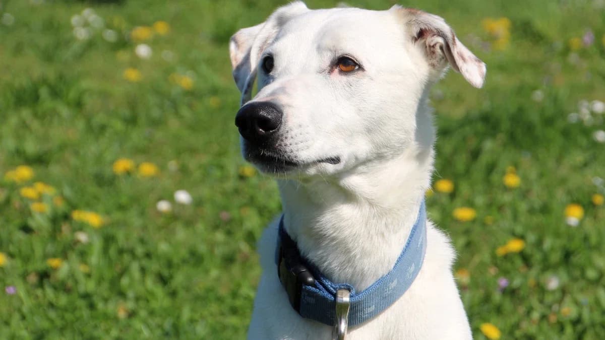 Lucky, male mixed breed for adoption at Sonnentiere), Eisenstadt