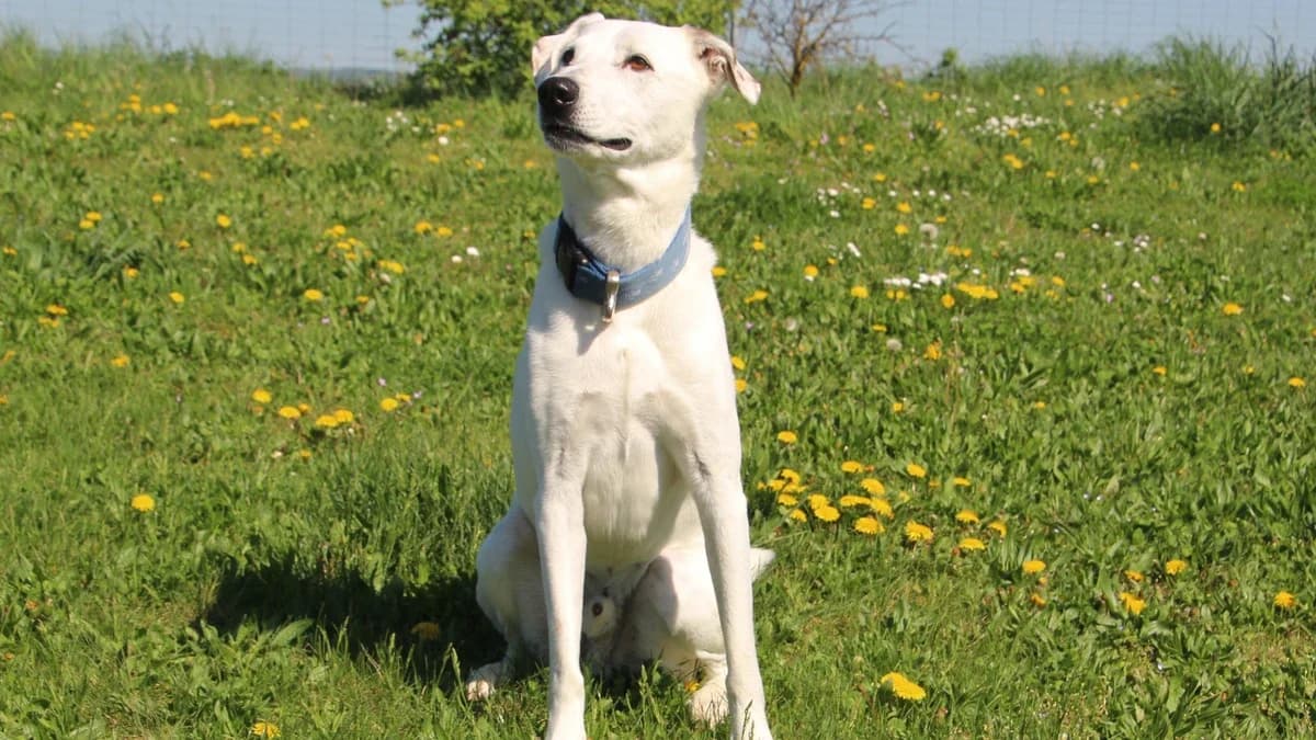 Lucky, male mixed breed for adoption at Sonnentiere), Eisenstadt — photo 2 of 3